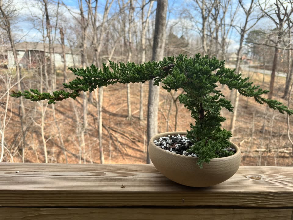 Brown Bowl Juniper February